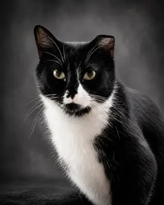 Henray (Foster Cat)