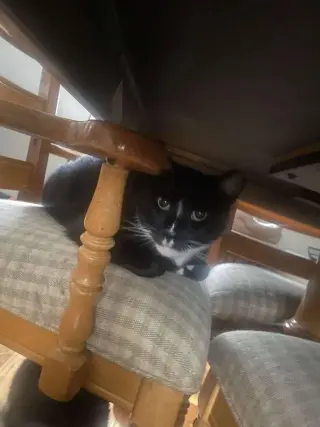Ray Ray (Foster Cat)