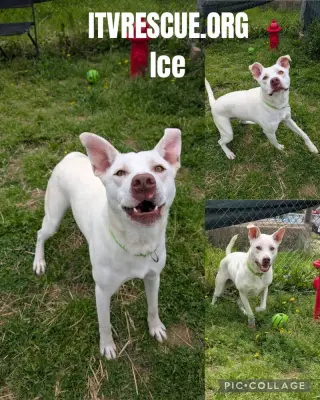 Ice