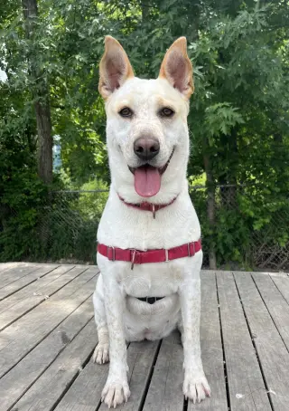 Taffy