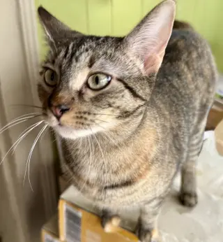 Joanie