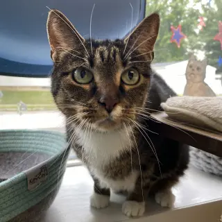 Millie