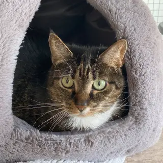 Millie