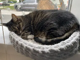 Millie