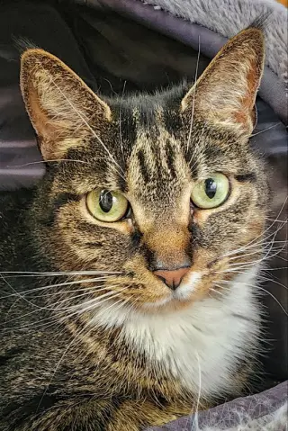 Millie