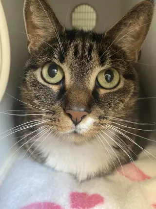 Millie