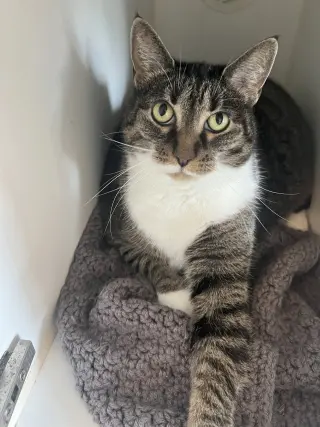 Molly
