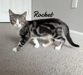 Rocket