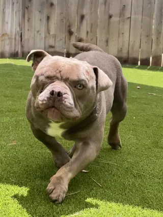 Mack