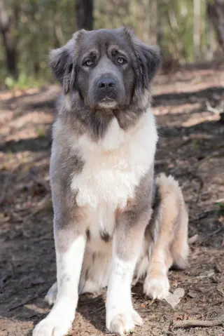 Isabella