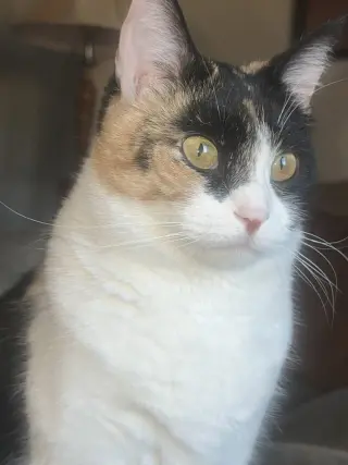 Buttercup