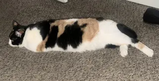 Buttercup