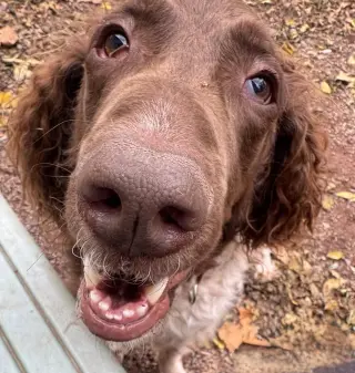 Flapjack