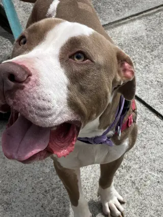 Indy