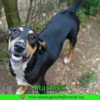 Starlight