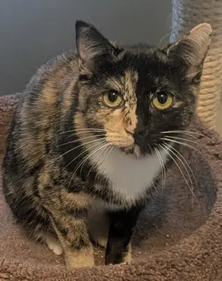 Callie