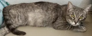 Flopsy