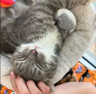 Seymour