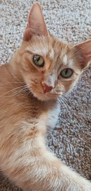 Venus