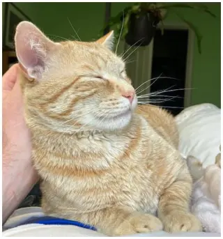 Pico