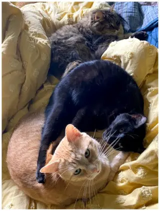 Pico