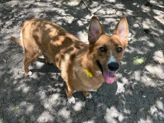 Lucy