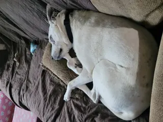 Mrs. Moose