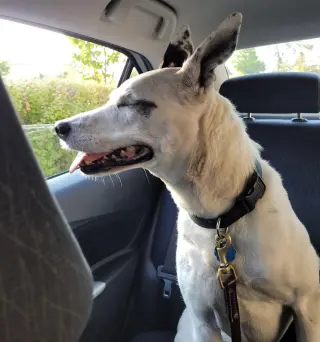 Mrs. Moose