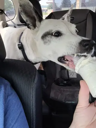 Mrs. Moose