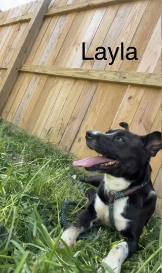 Layla