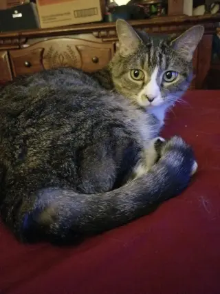 SWEETIE