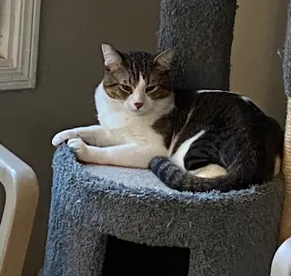 Beau