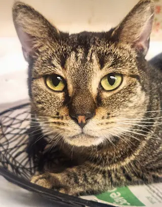 Gidget