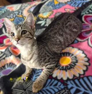 Nico