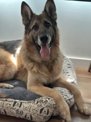 Rico