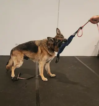 Rico