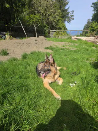 Rico