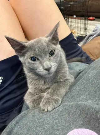 Tilly