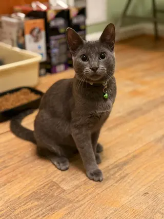 Tilly