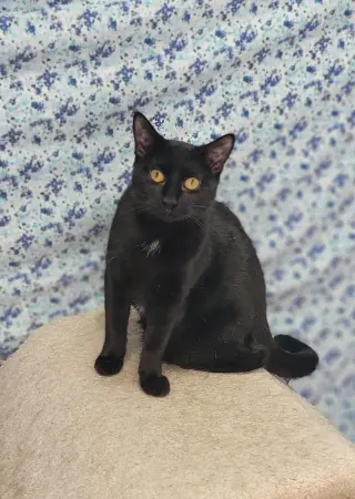 Mica