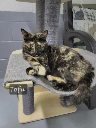 Tofu