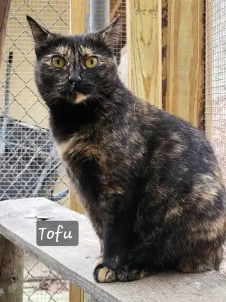 Tofu