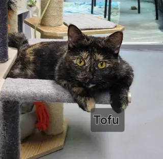 Tofu