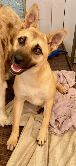 Sadie