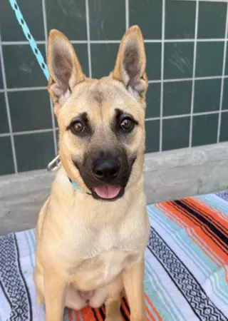 Sadie