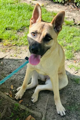Sadie