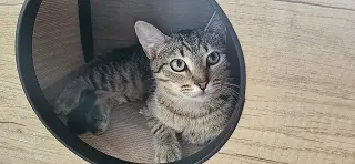 Nancy Drew