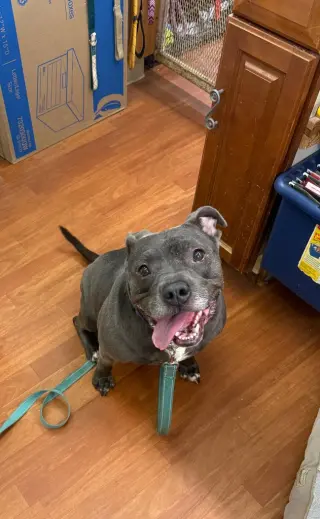 Nala-Sponsored