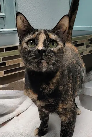 Halo