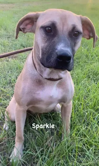 Sparkle